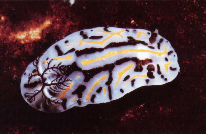 Halgerda dichromis